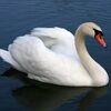 sylvswan35